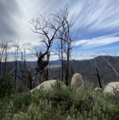 Eucalyptus dalrympleana subsp. dalrympleana (Mountain Gum) at Namadgi National Park - 14 Oct 2023 by Tapirlord