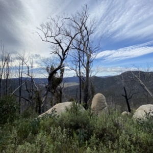 Eucalyptus dalrympleana subsp. dalrympleana at Namadgi National Park - 14 Oct 2023