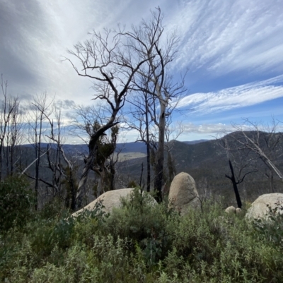 Eucalyptus dalrympleana subsp. dalrympleana (Mountain Gum) at Namadgi National Park - 14 Oct 2023 by Tapirlord