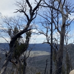 Eucalyptus dalrympleana subsp. dalrympleana at Namadgi National Park - 14 Oct 2023