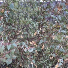 Eucalyptus dalrympleana subsp. dalrympleana at Namadgi National Park - 14 Oct 2023