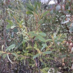 Acacia obliquinervia (Mountain Hickory) at Namadgi National Park - 13 Oct 2023 by Tapirlord