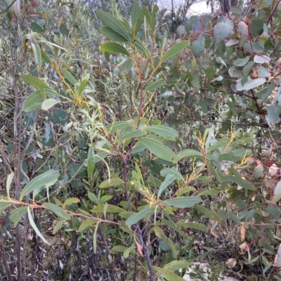 Acacia obliquinervia (Mountain Hickory) at Namadgi National Park - 14 Oct 2023 by Tapirlord