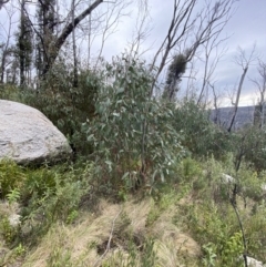 Eucalyptus dalrympleana subsp. dalrympleana (Mountain Gum) at Namadgi National Park - 14 Oct 2023 by Tapirlord