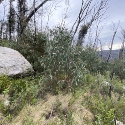 Eucalyptus dalrympleana subsp. dalrympleana (Mountain Gum) at Namadgi National Park - 14 Oct 2023 by Tapirlord