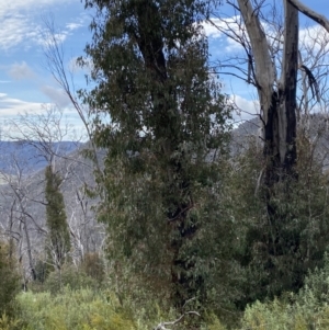 Eucalyptus dalrympleana subsp. dalrympleana at Namadgi National Park - 14 Oct 2023