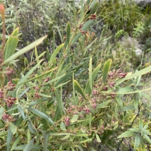 Daviesia mimosoides subsp. mimosoides at Namadgi National Park - 14 Oct 2023