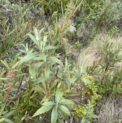 Ozothamnus stirlingii (Ovens Everlasting) at Namadgi National Park - 14 Oct 2023 by Tapirlord