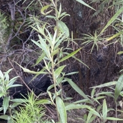 Ozothamnus stirlingii (Ovens Everlasting) at Namadgi National Park - 13 Oct 2023 by Tapirlord