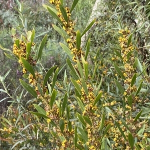 Daviesia mimosoides subsp. mimosoides at Namadgi National Park - 14 Oct 2023 08:18 AM