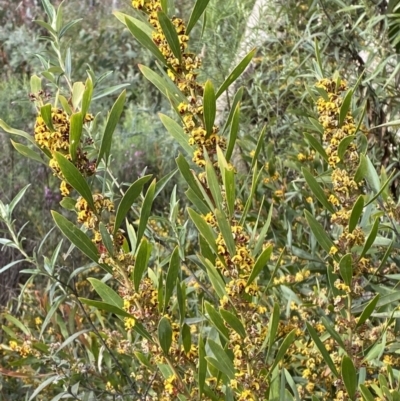 Daviesia mimosoides subsp. mimosoides at Namadgi National Park - 13 Oct 2023 by Tapirlord