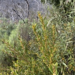 Daviesia mimosoides subsp. mimosoides at Namadgi National Park - 14 Oct 2023