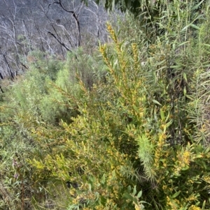 Daviesia mimosoides subsp. mimosoides at Namadgi National Park - 14 Oct 2023 08:18 AM