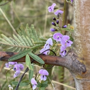 Glycine clandestina at Namadgi National Park - 14 Oct 2023 08:13 AM