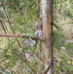 Glycine clandestina at Namadgi National Park - 14 Oct 2023 08:13 AM