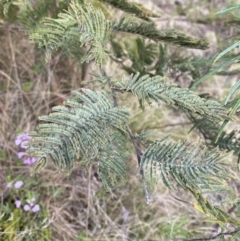 Acacia dealbata subsp. subalpina (Monaro Silver-wattle) at Namadgi National Park - 13 Oct 2023 by Tapirlord