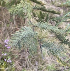 Acacia dealbata subsp. subalpina (Monaro Silver-wattle) at Namadgi National Park - 14 Oct 2023 by Tapirlord