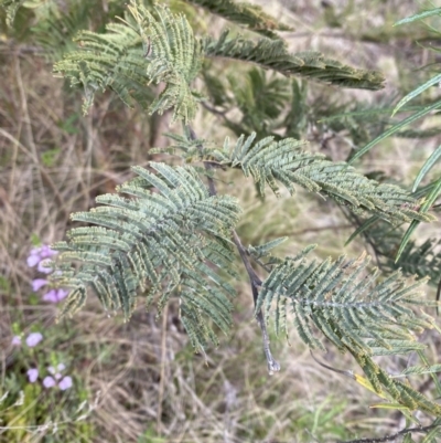 Acacia dealbata subsp. subalpina (Monaro Silver-wattle) at Namadgi National Park - 14 Oct 2023 by Tapirlord