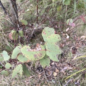 Eucalyptus dalrympleana subsp. dalrympleana at Namadgi National Park - 14 Oct 2023