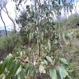 Eucalyptus dalrympleana subsp. dalrympleana at Namadgi National Park - 14 Oct 2023