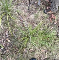 Lomandra longifolia (Spiny-headed Mat-rush, Honey Reed) at Namadgi National Park - 13 Oct 2023 by Tapirlord