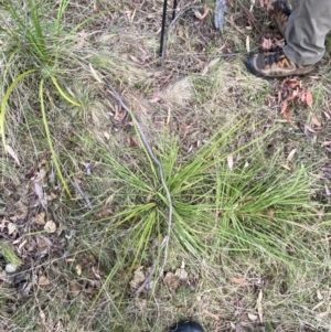 Lomandra longifolia at Namadgi National Park - 14 Oct 2023 08:02 AM