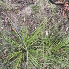 Lomandra longifolia at Namadgi National Park - 14 Oct 2023