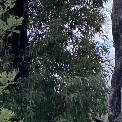 Eucalyptus radiata subsp. robertsonii (Robertson's Peppermint) at Namadgi National Park - 13 Oct 2023 by Tapirlord