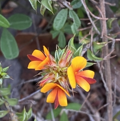 Pultenaea procumbens (Bush Pea) at Namadgi National Park - 13 Oct 2023 by Tapirlord