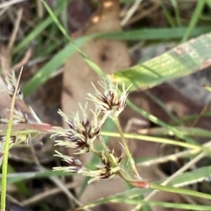 Luzula meridionalis at Namadgi National Park - 14 Oct 2023