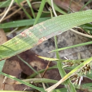 Luzula meridionalis at Namadgi National Park - 14 Oct 2023