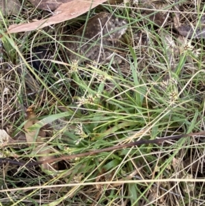 Luzula meridionalis at Namadgi National Park - 14 Oct 2023