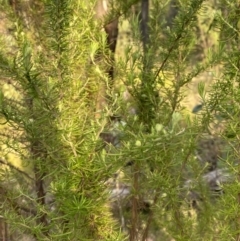 Cassinia aculeata subsp. aculeata (Dolly Bush, Common Cassinia, Dogwood) at Namadgi National Park - 14 Oct 2023 by Tapirlord