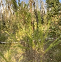 Cassinia aculeata subsp. aculeata at Namadgi National Park - 14 Oct 2023