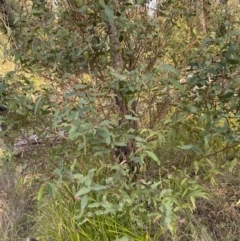 Eucalyptus radiata subsp. robertsonii (Robertson's Peppermint) at Namadgi National Park - 13 Oct 2023 by Tapirlord