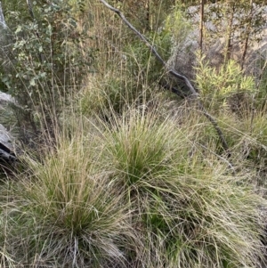 Poa helmsii at Namadgi National Park - 14 Oct 2023