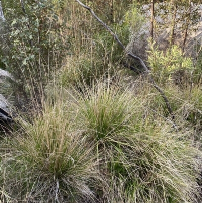 Poa helmsii (Broad-leaved Snow Grass) at Namadgi National Park - 13 Oct 2023 by Tapirlord