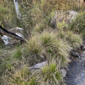 Poa helmsii at Namadgi National Park - 14 Oct 2023 07:14 AM