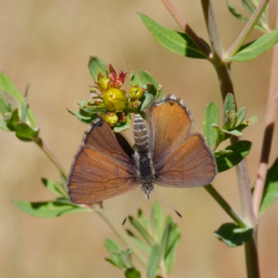 Acrodipsas myrmecophila (Small Ant-blue Butterfly) at Mount Mugga Mugga - 28 Oct 2023 by DPRees125