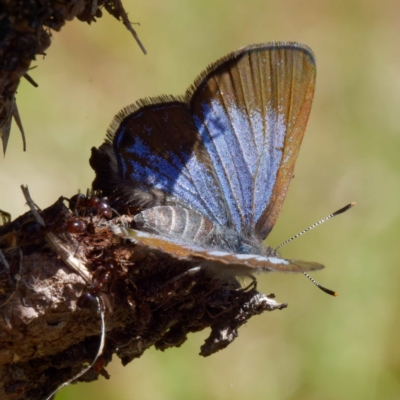 Acrodipsas myrmecophila (Small Ant-blue Butterfly) by DPRees125