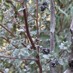 Leptospermum myrtifolium at Namadgi National Park - 5 May 2023