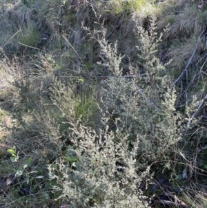 Leptospermum myrtifolium at Namadgi National Park - 5 May 2023