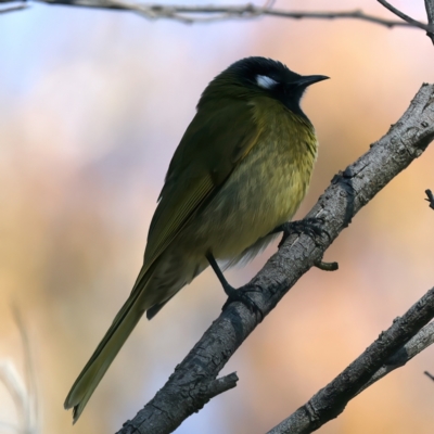 Nesoptilotis leucotis (White-eared Honeyeater) at Goorooyarroo NR (ACT) - 27 Jul 2023 by jb2602