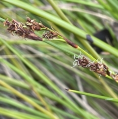 Baumea rubiginosa (Soft Twig-rush) at Namadgi National Park - 12 Nov 2023 by JaneR