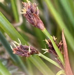 Machaerina rubiginosa at Namadgi National Park - 12 Nov 2023