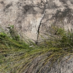 Machaerina rubiginosa at Namadgi National Park - 12 Nov 2023