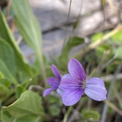 Viola betonicifolia (Mountain Violet) at Namadgi National Park - 12 Nov 2023 by JaneR