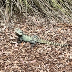 Intellagama lesueurii howittii (Gippsland Water Dragon) at Acton, ACT - 20 Nov 2023 by courtneyb