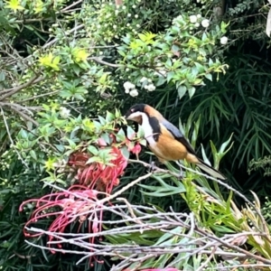 Acanthorhynchus tenuirostris at ANBG - 20 Nov 2023