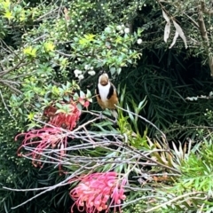 Acanthorhynchus tenuirostris at ANBG - 20 Nov 2023